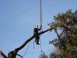 Bomen rooien kerkrade